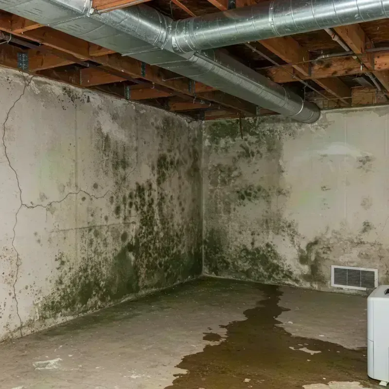 Professional Mold Removal in Boulder City, NV